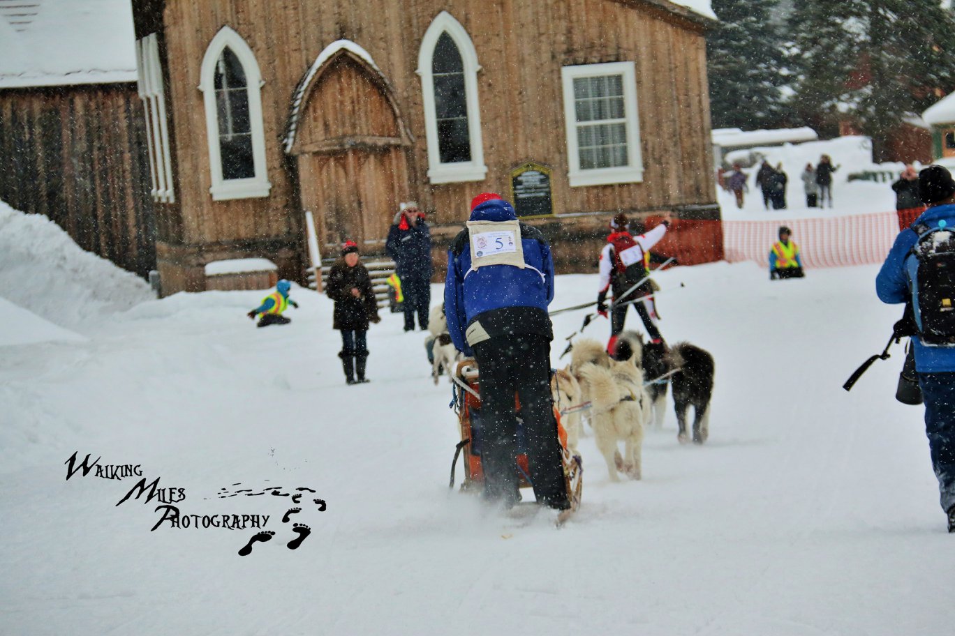 Day 3: Gold Rush Trail Sled Dog Mail Run - What's Up in Wells