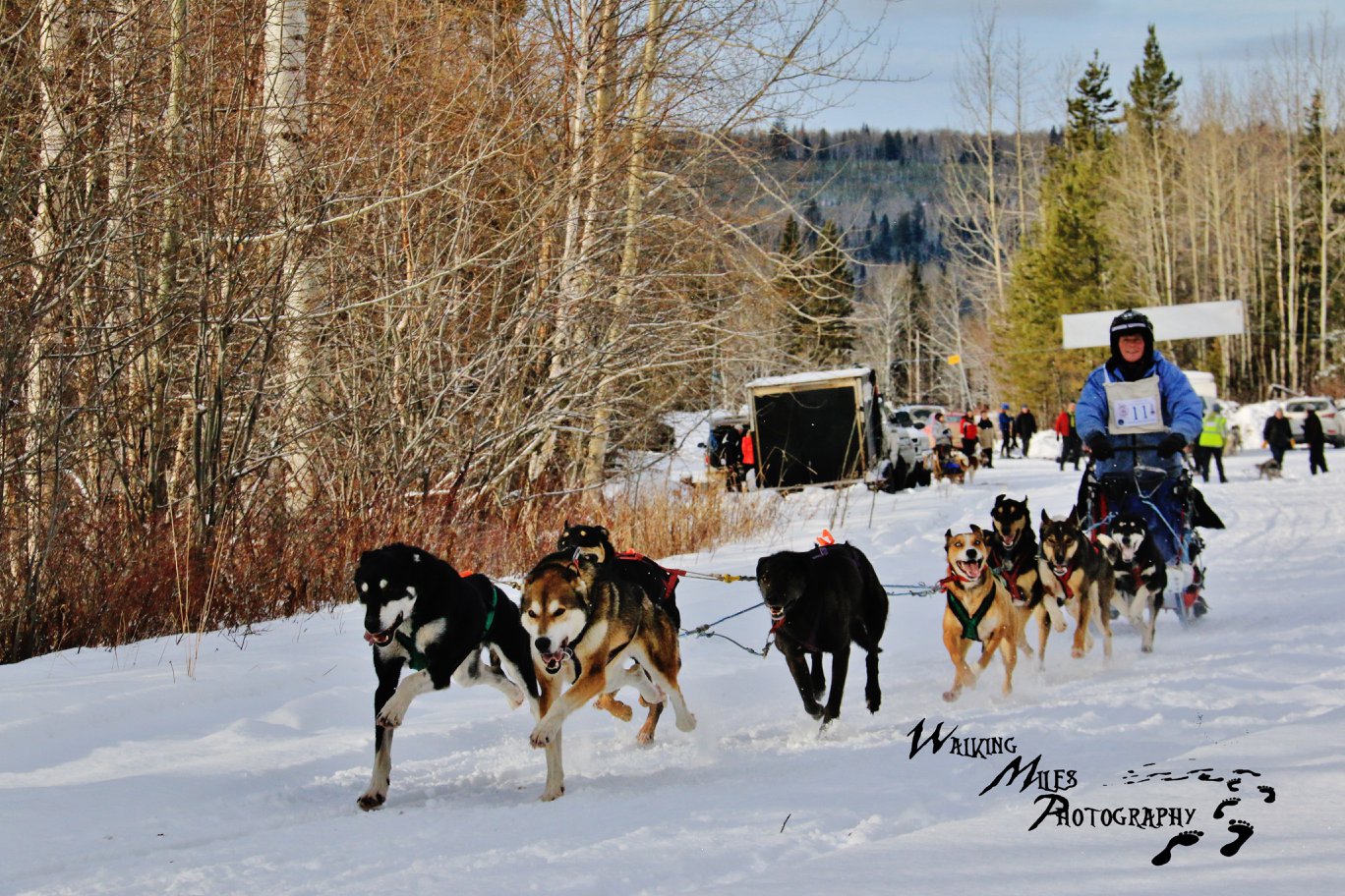 Day 2: Gold Rush Trail Sled Dog Mail Run - What's Up in Wells